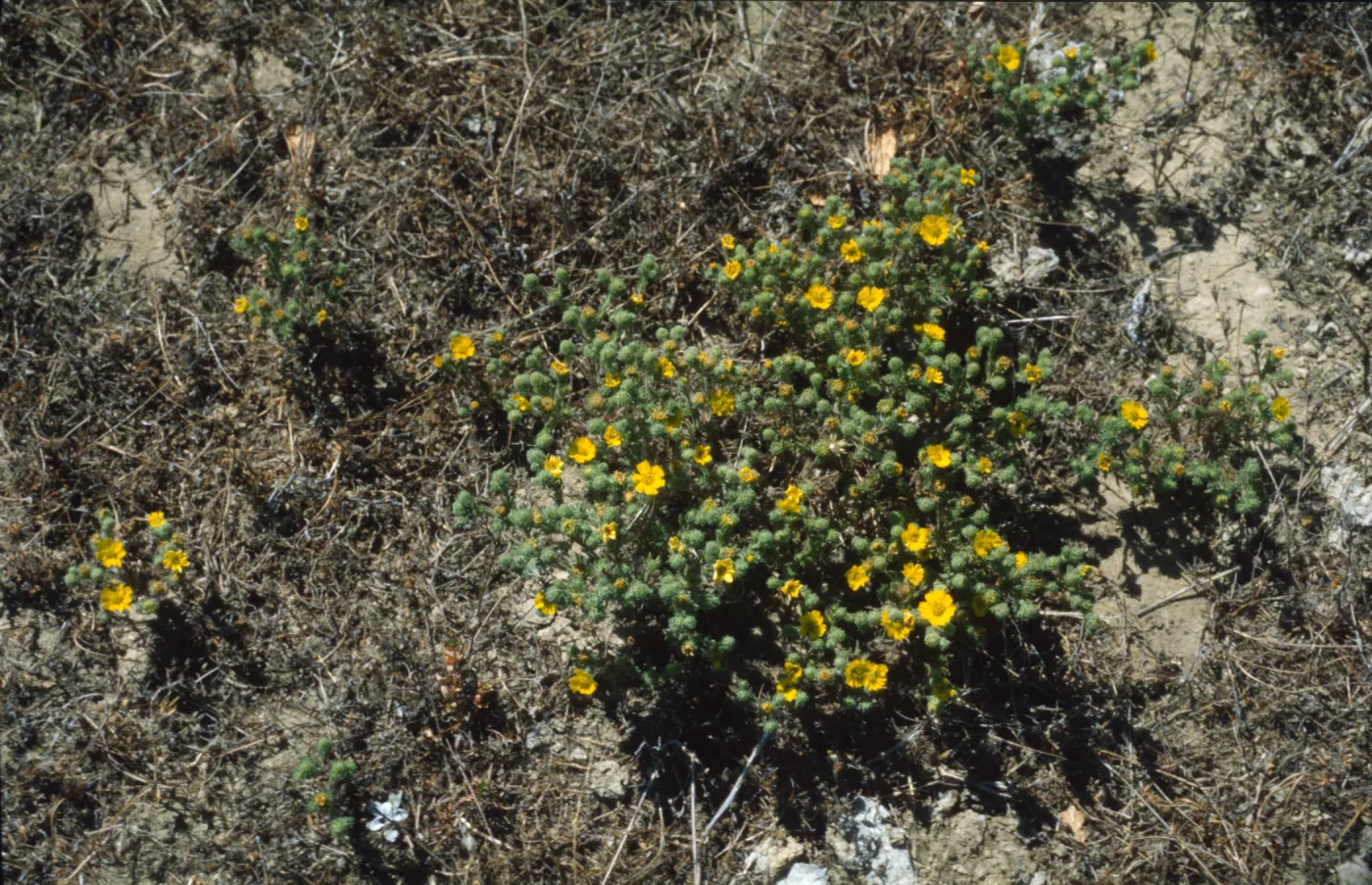 Hemizonia increscens ssp. villosa