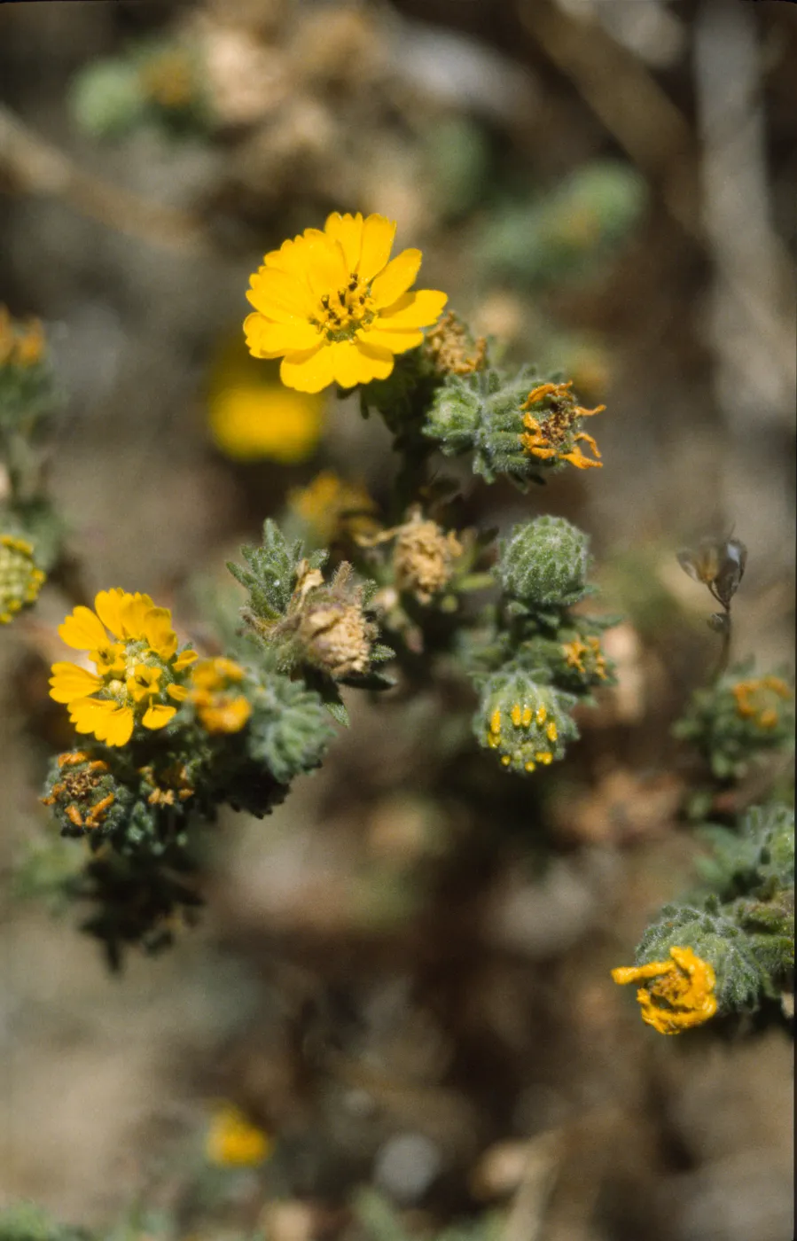 Hemizonia increscens ssp. villosa