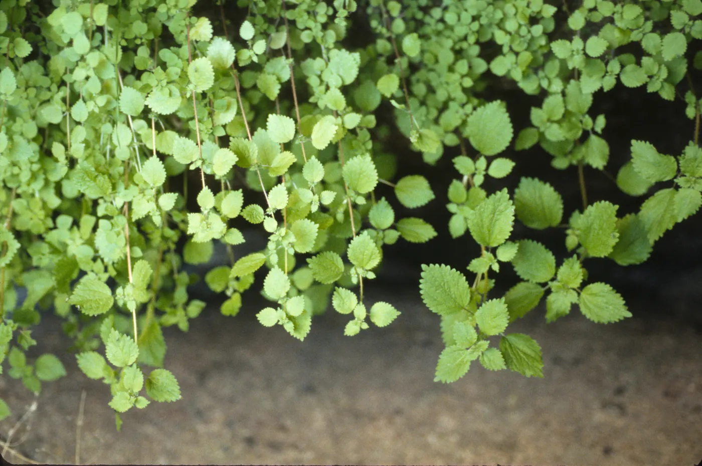 Hesperocnide tenella