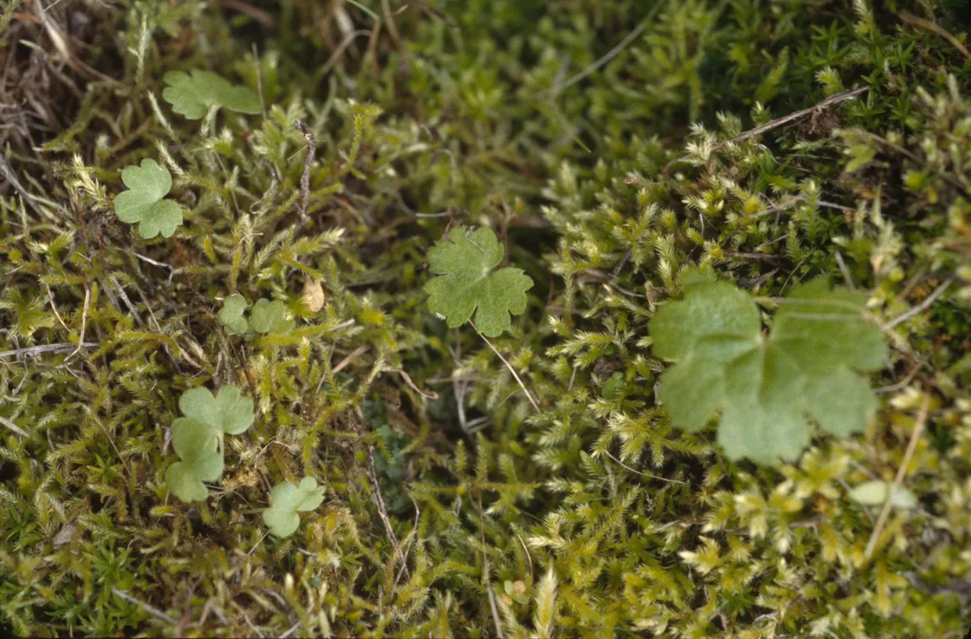 Jepsonia malvifolia, Juvenile plants