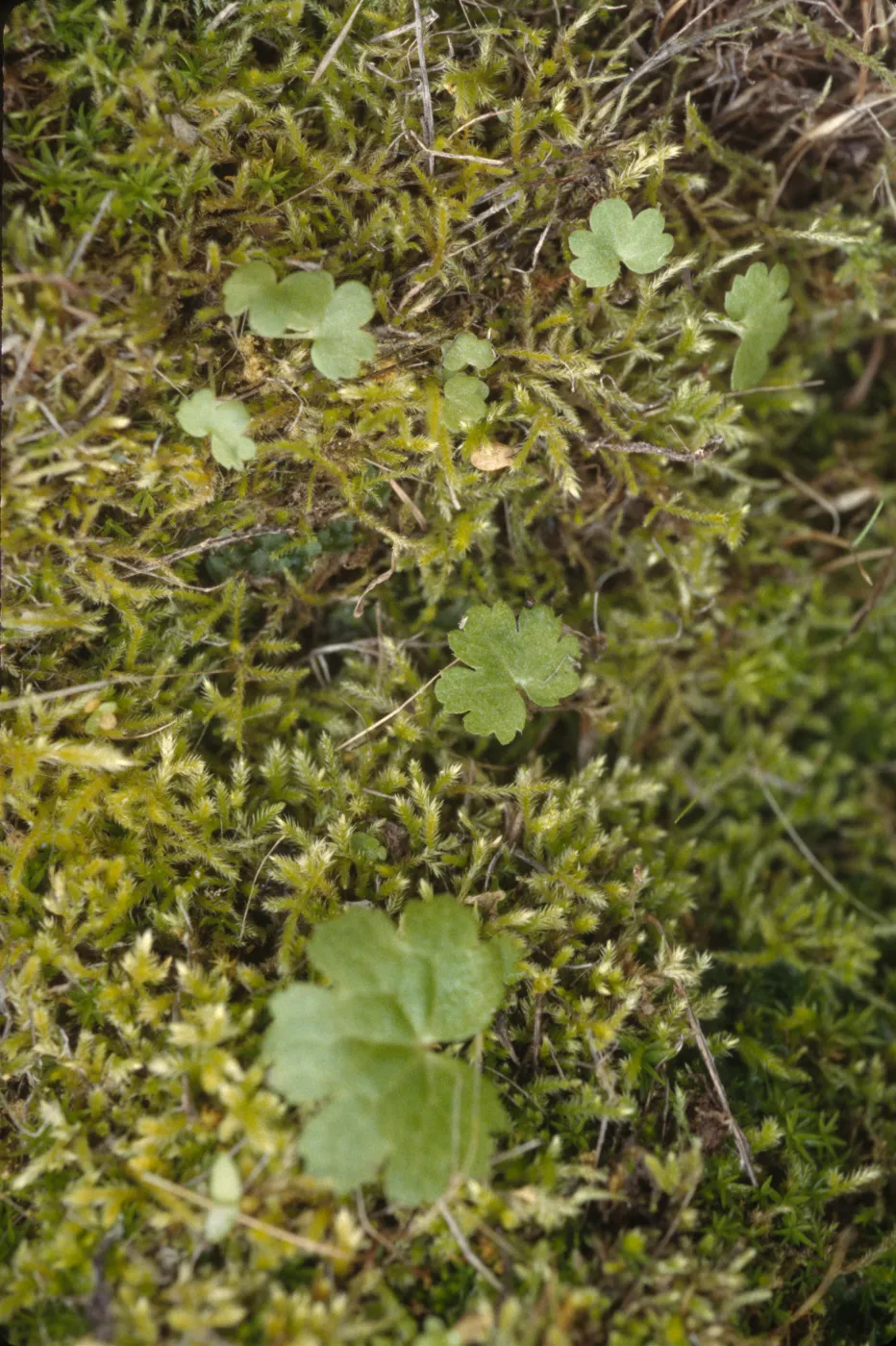 Jepsonia malvifolia