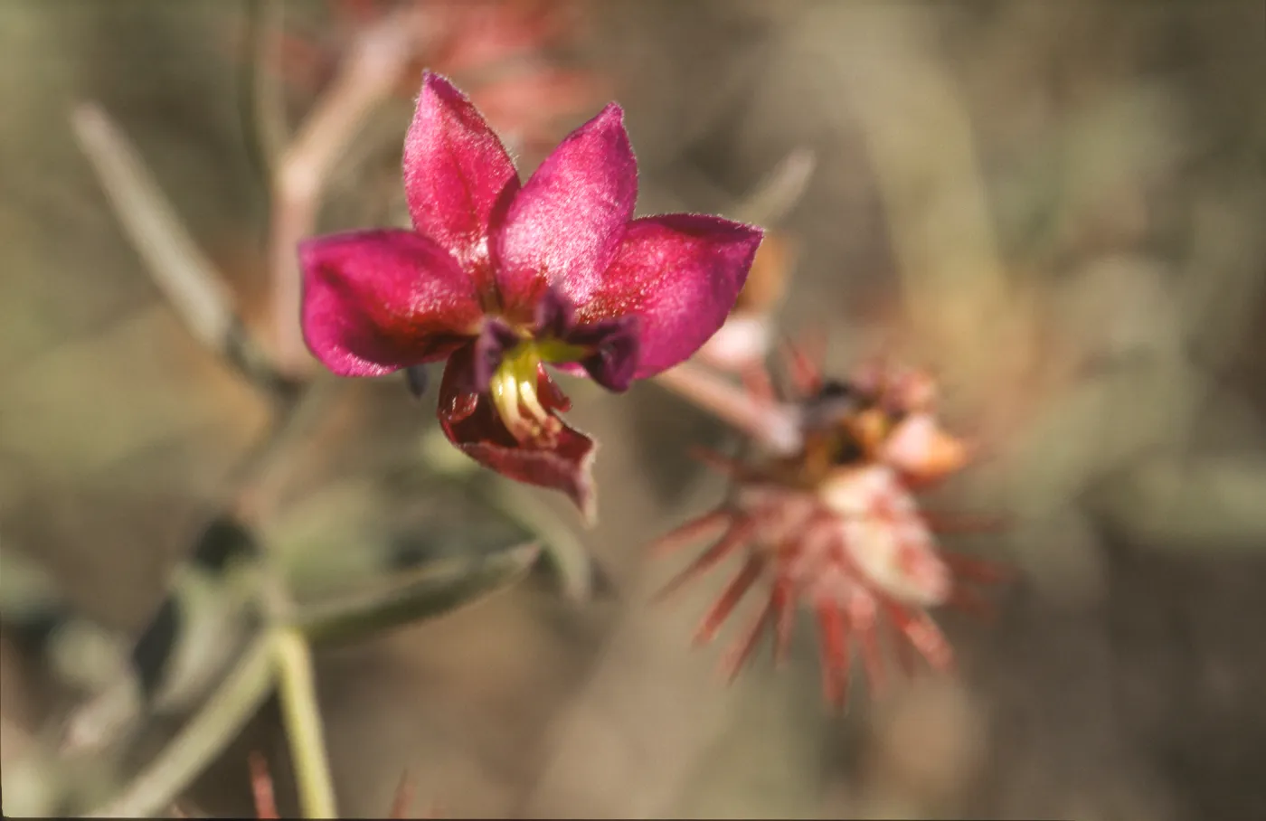 Krameria erecta