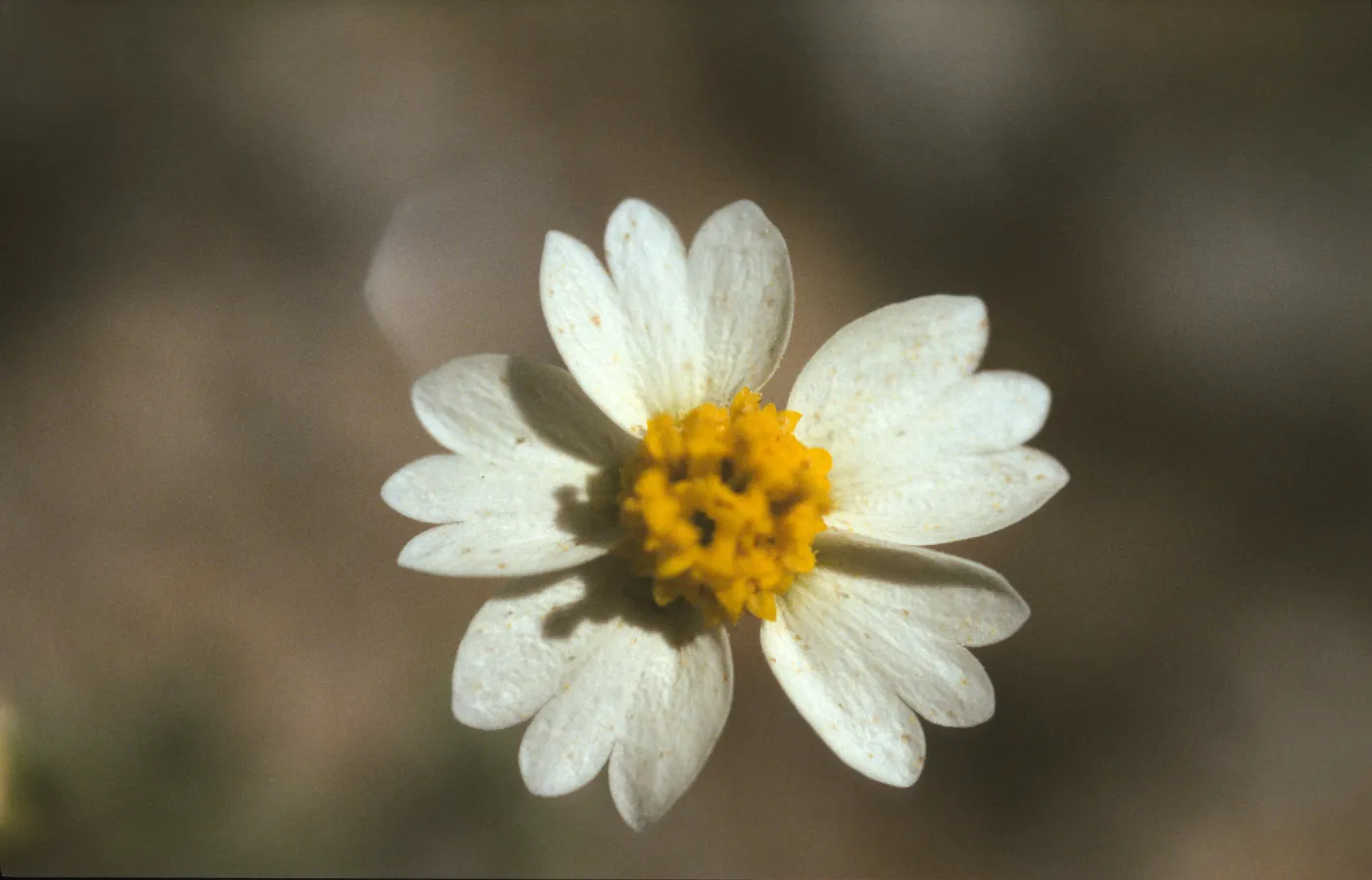 Layia glandulosa