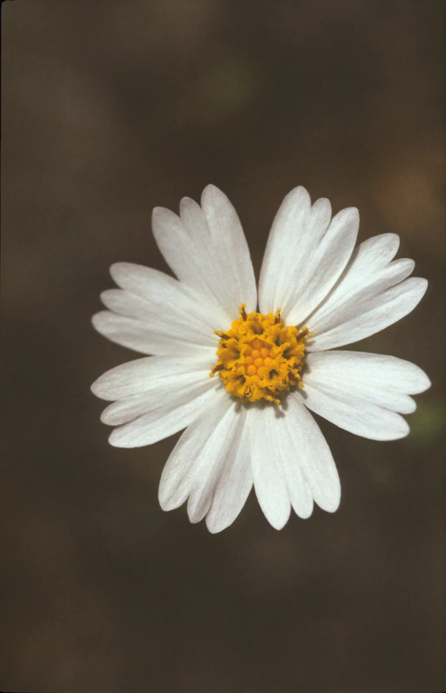 Layia glandulosa