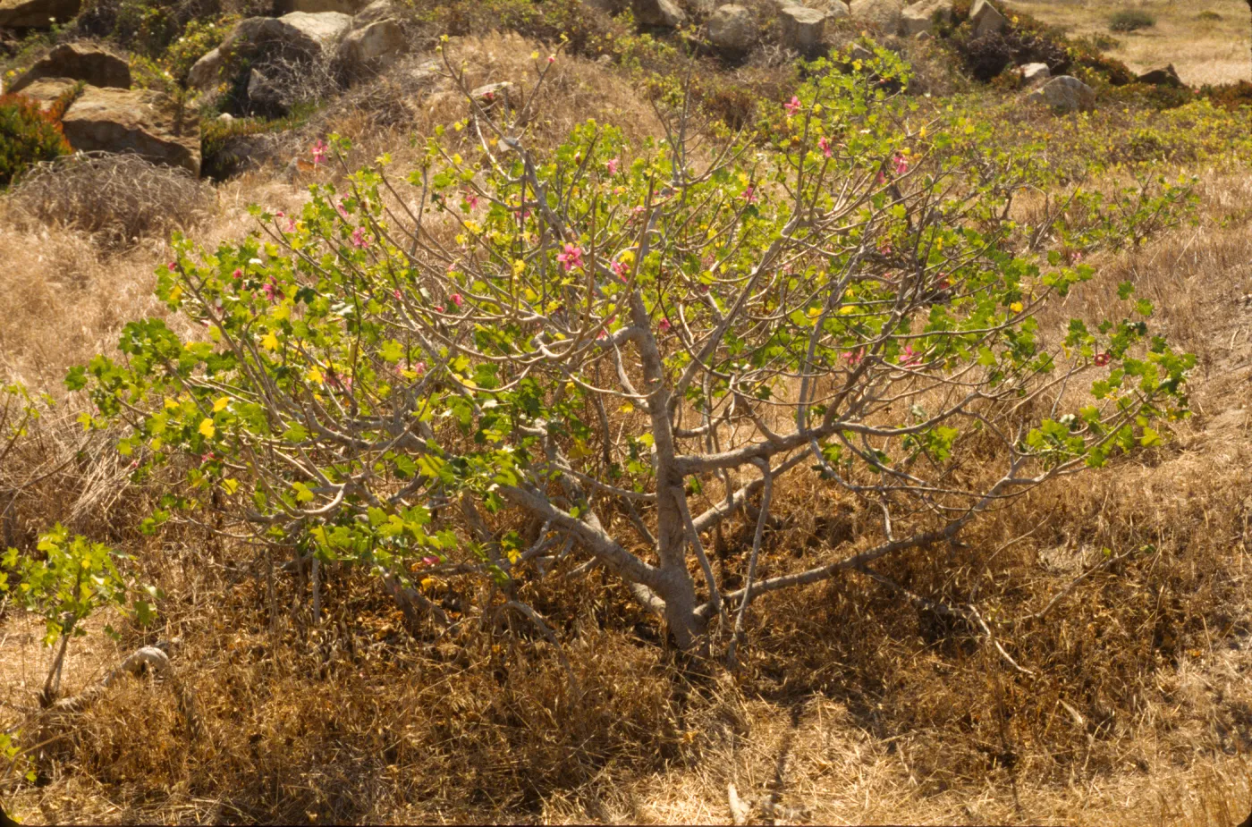 Lavatera assurgentiflora ssp. glabra