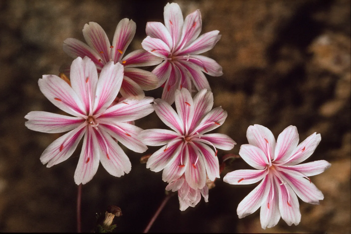 Lewisia cotyledon