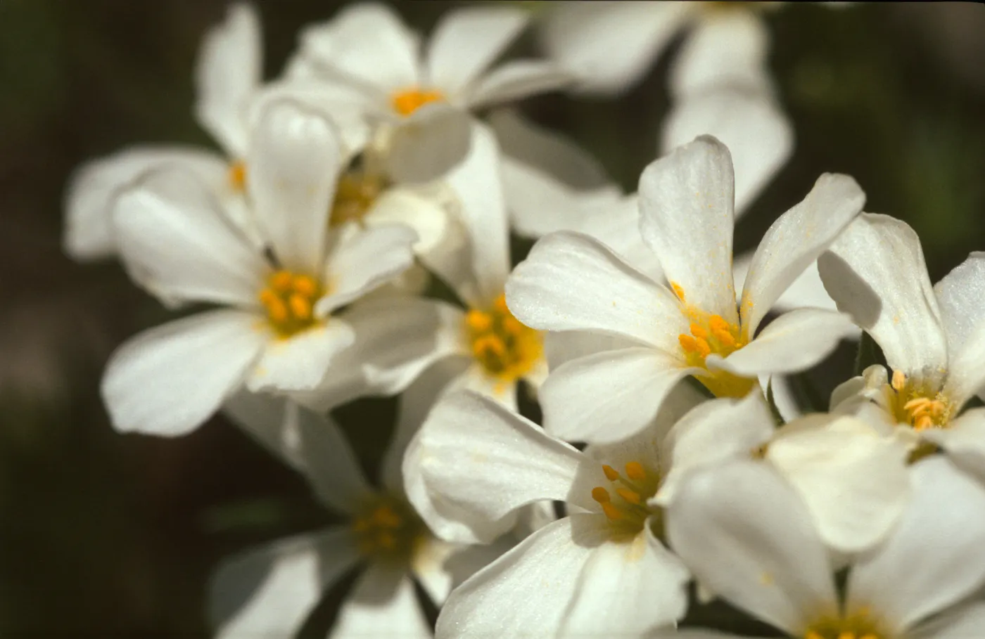 Linanthus pachyphyllus