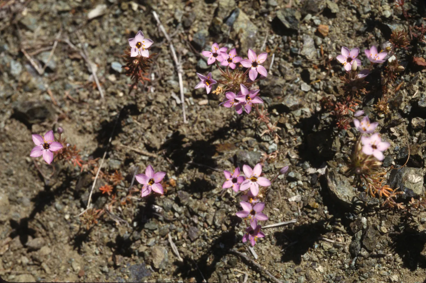 Linanthus parviflorus