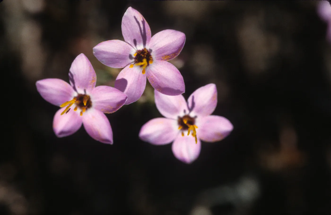 Linanthus parviflorus