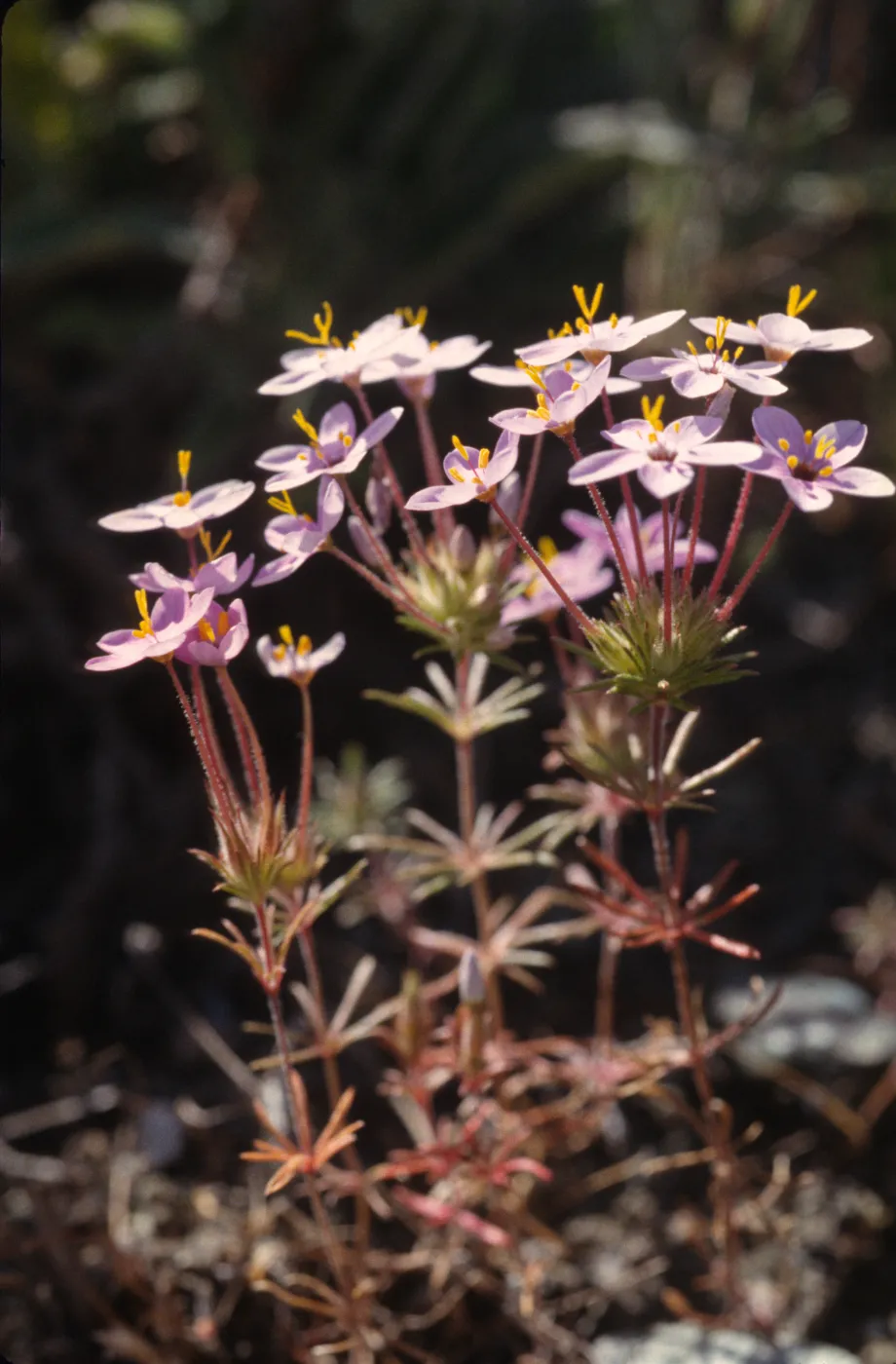Linanthus parviflorus