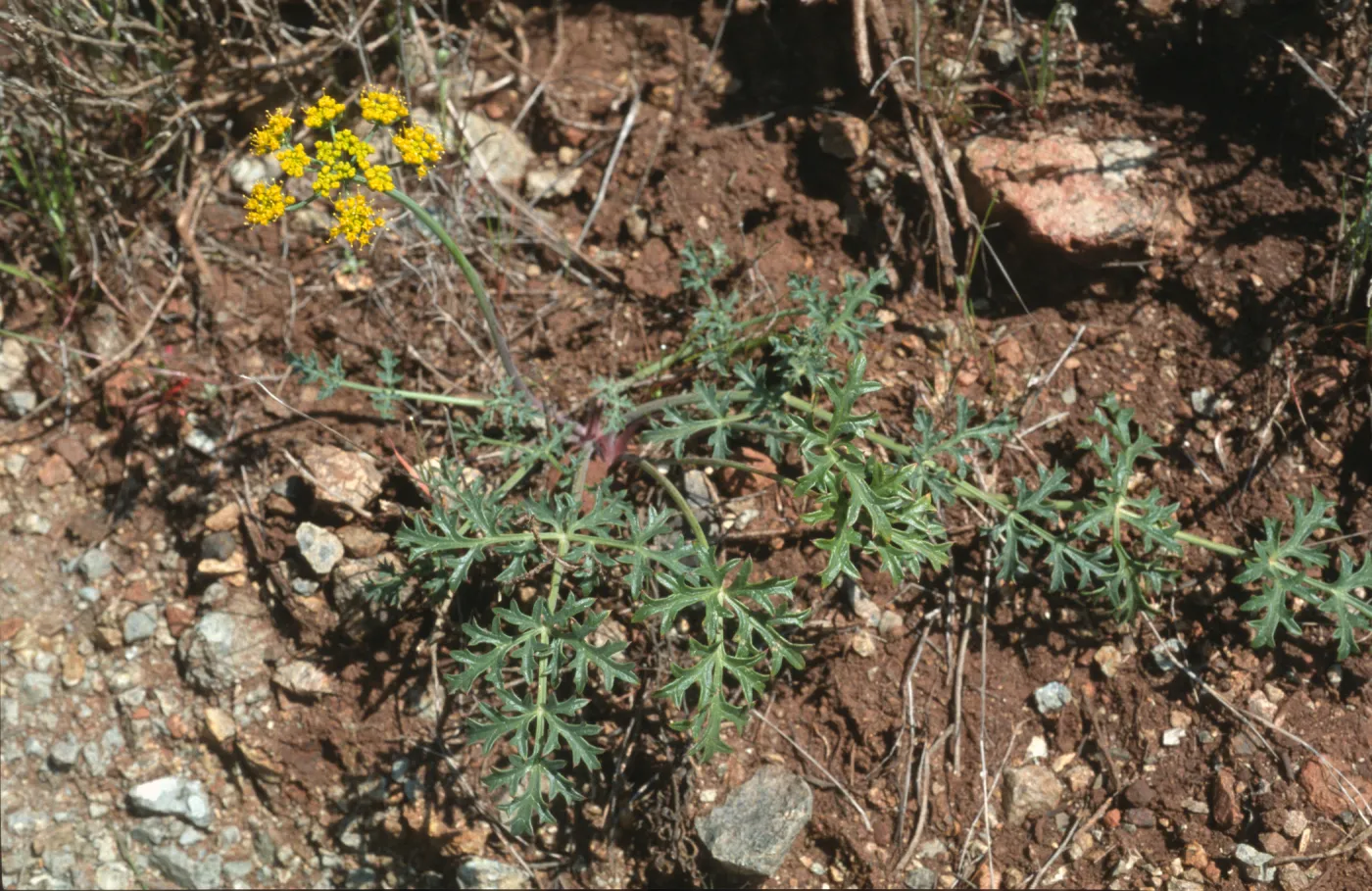 Lomatium parvifolium
