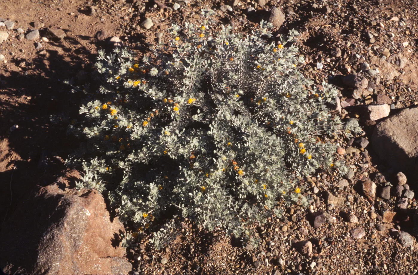Lotus argophyllus ssp. niveus