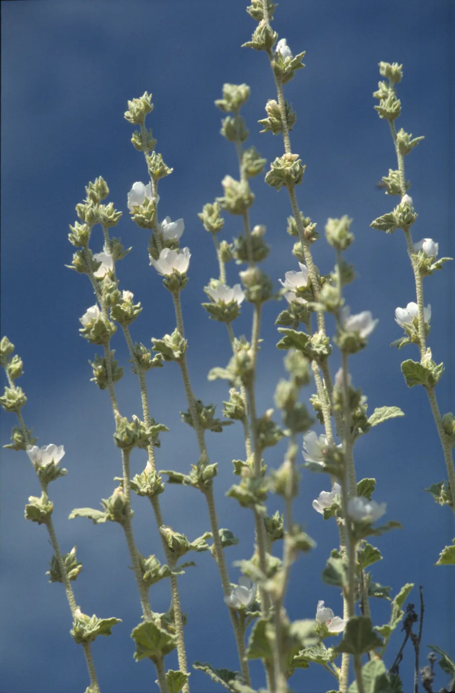 Malacothamnus aboriginum