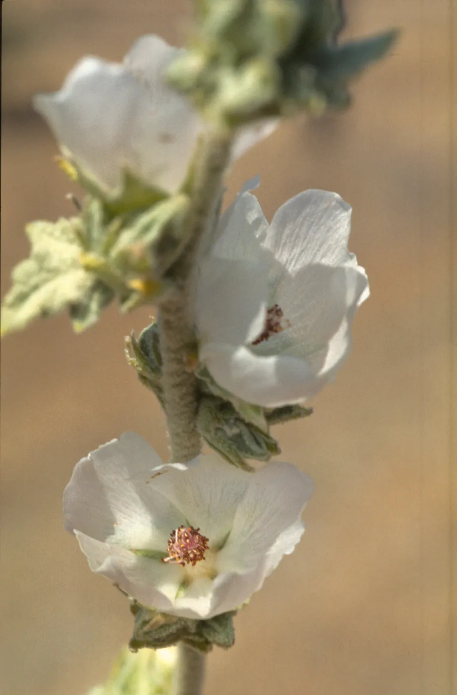 Malacothamnus aboriginum