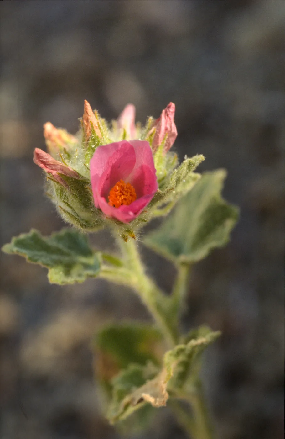 Malacothamnus palmeri var. lucianus