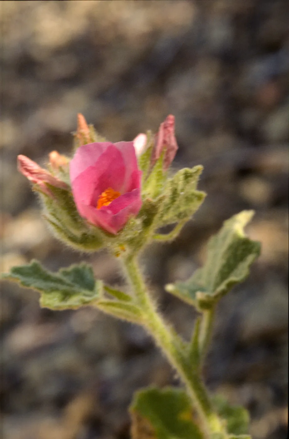 Malacothamnus palmeri var. lucianus