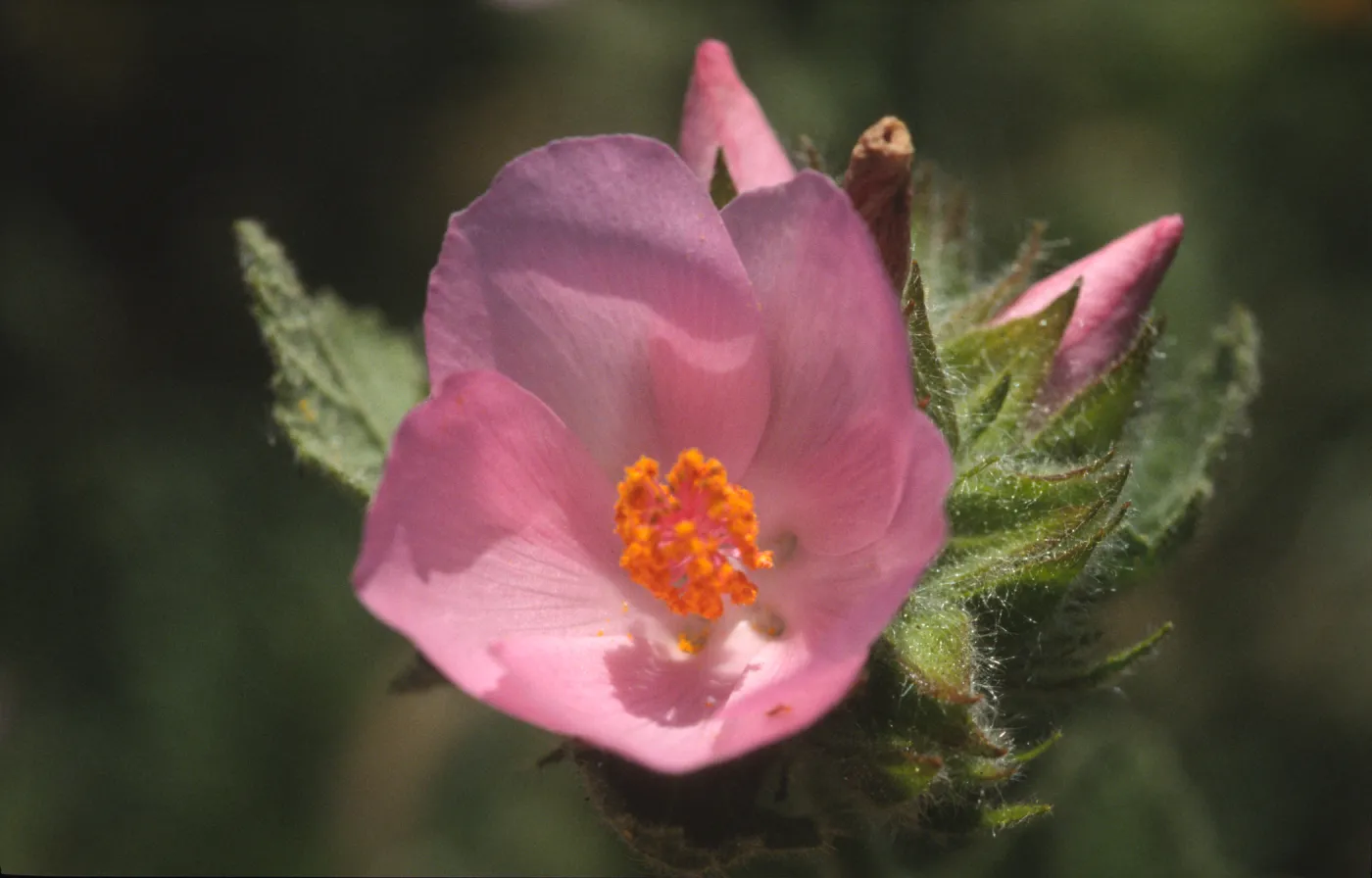 Malacothamnus palmeri var. lucianus
