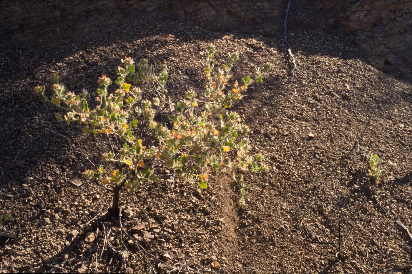 Malacothamnus palmeri var. lucianus