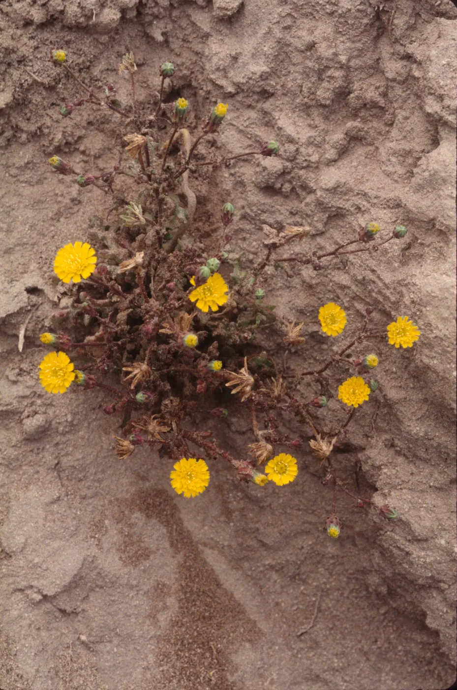 Malacothrix indecora