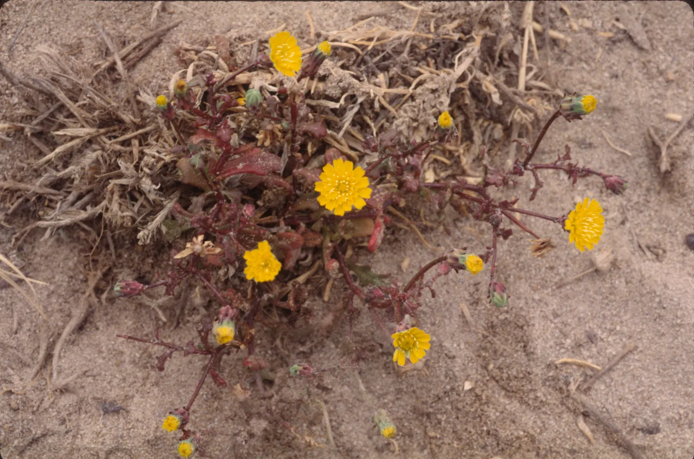 Malacothrix indecora