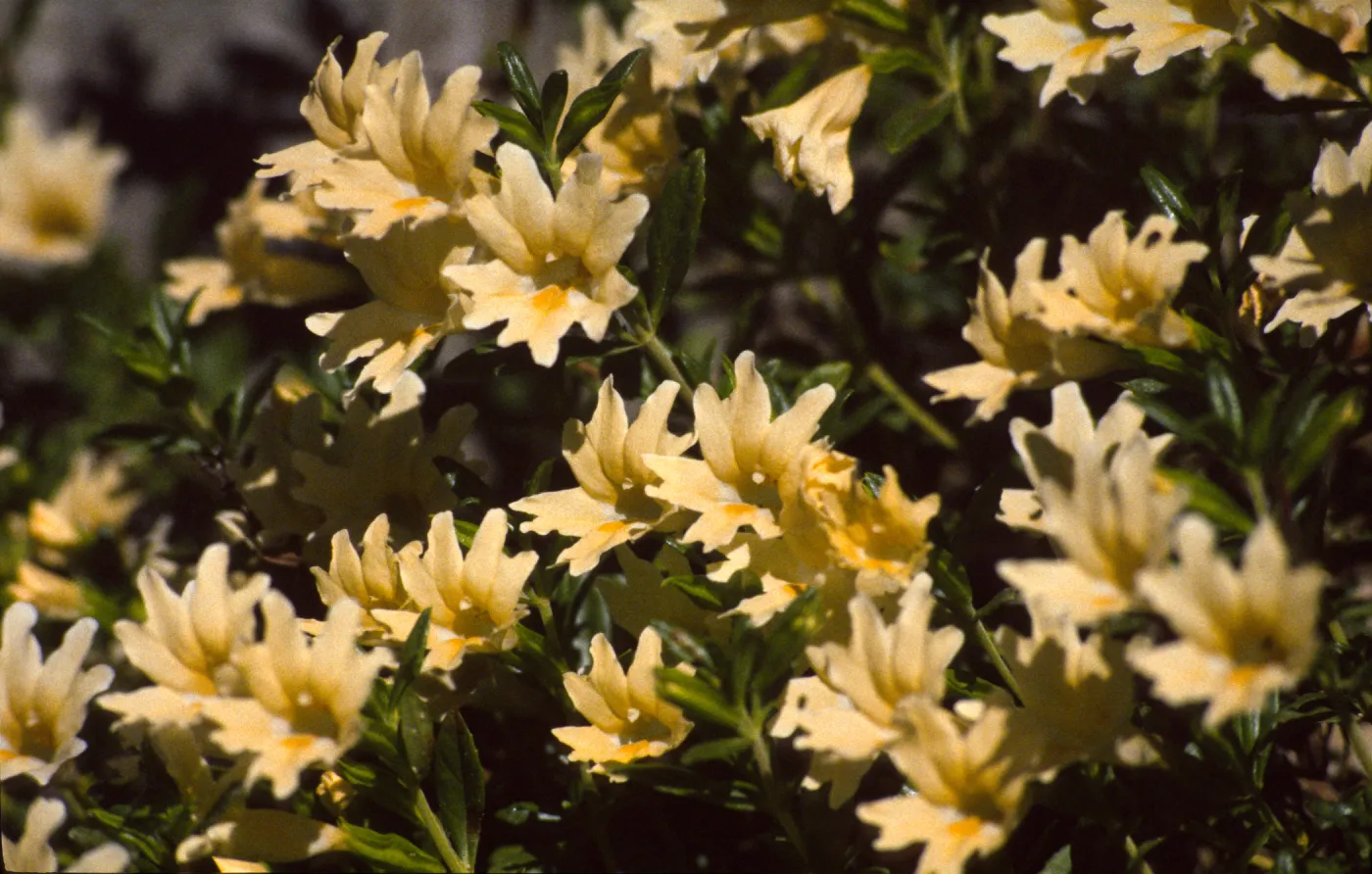 Mimulus bifidus