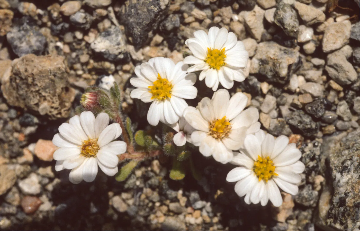 Monoptilon bellidiforme