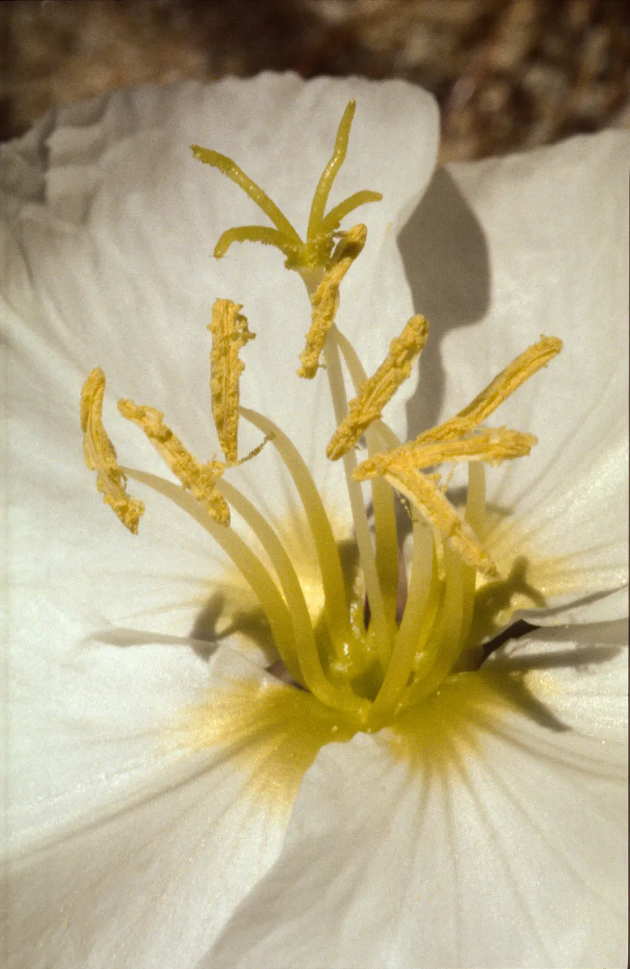 Oenothera