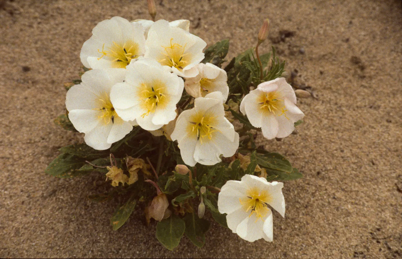 Oenothera