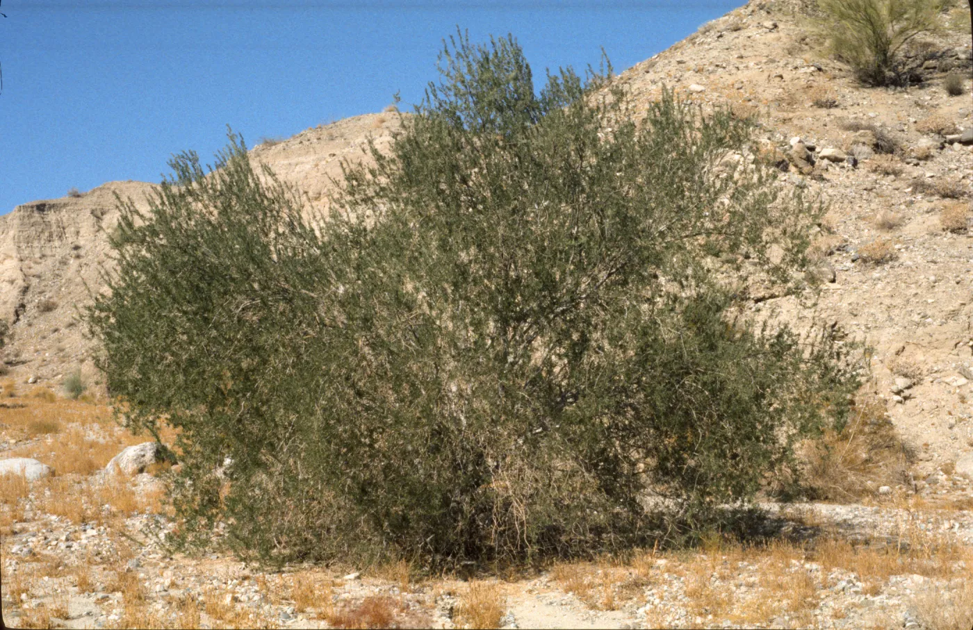 Olneya tesota