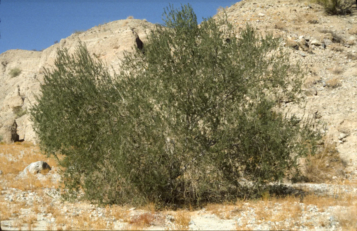 Olneya tesota