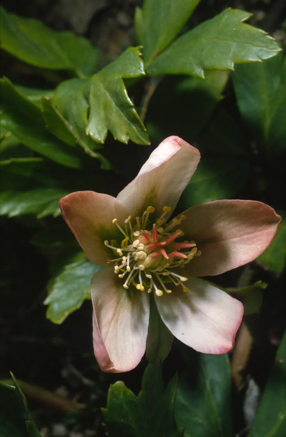 Paeonia