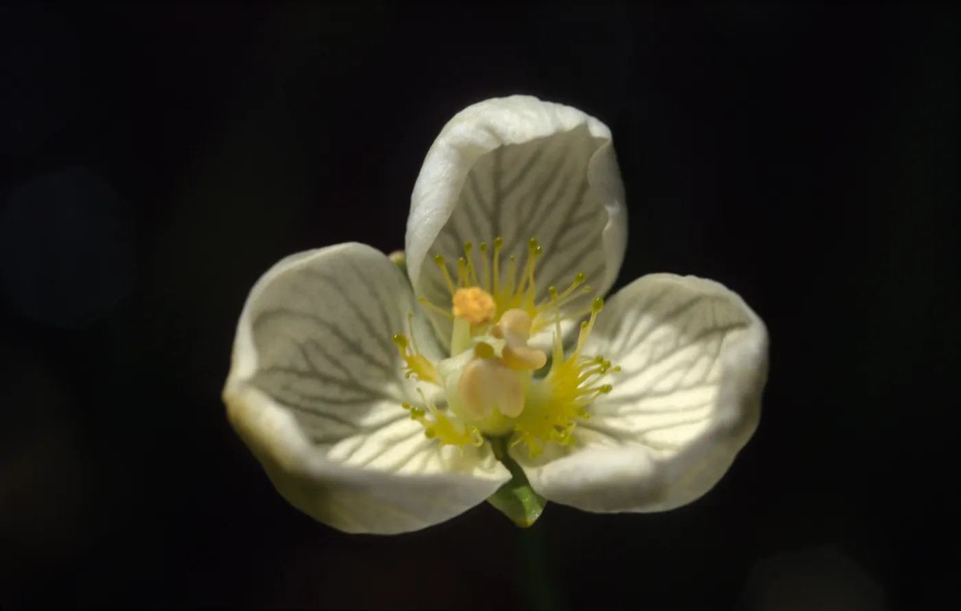 Parnassia californica
