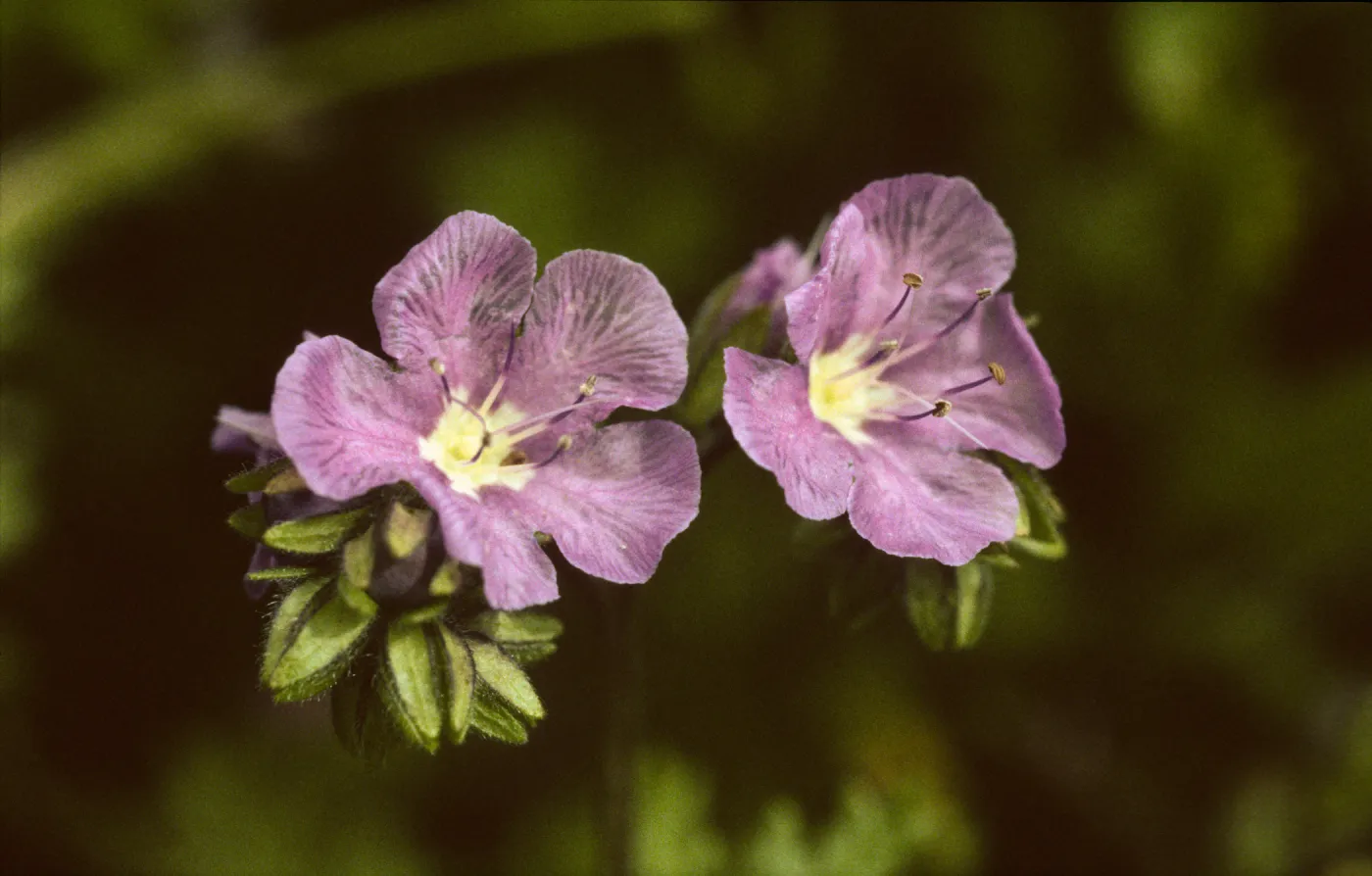 Phacelia ciliata