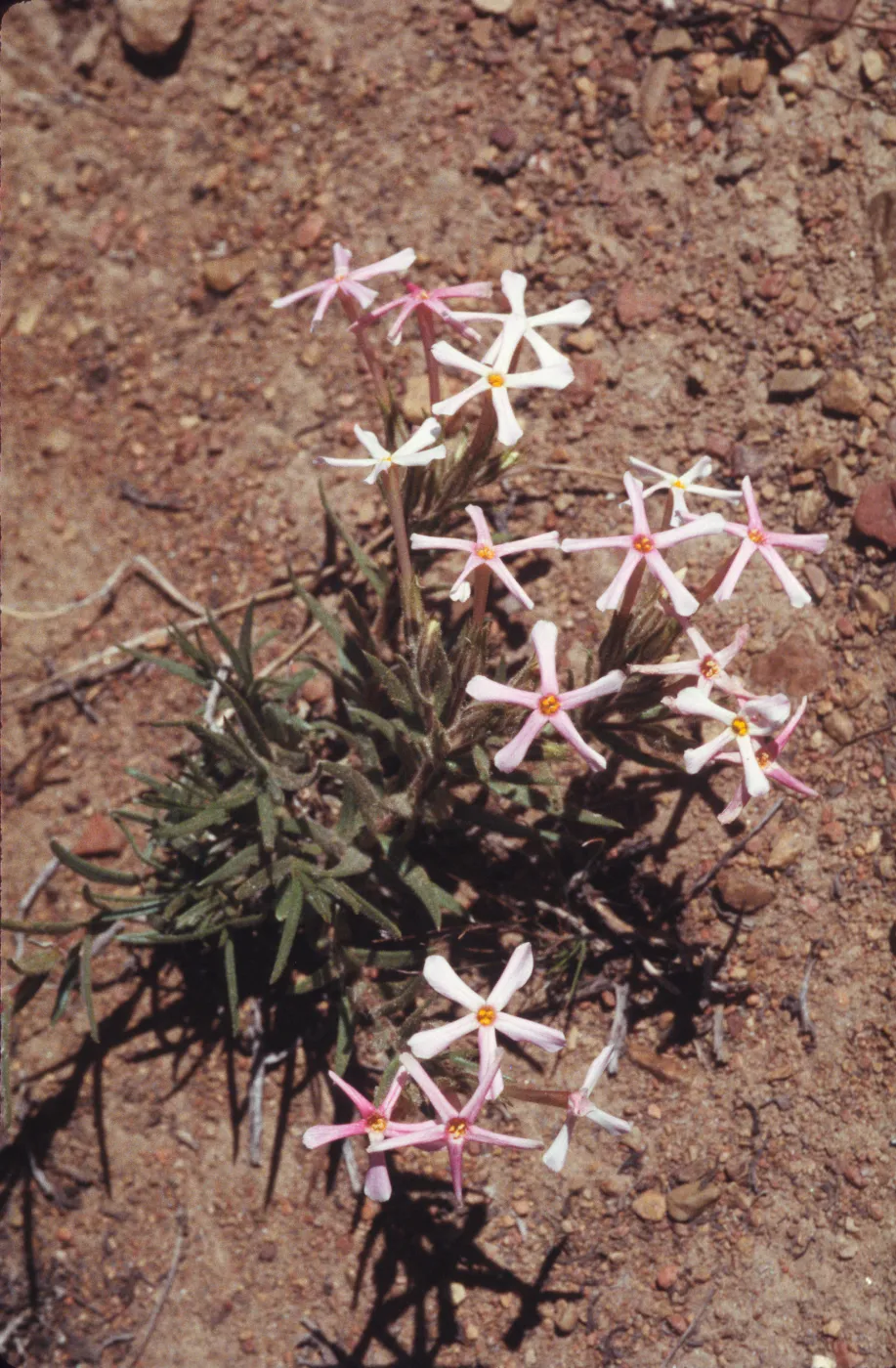 Phlox stansburyi
