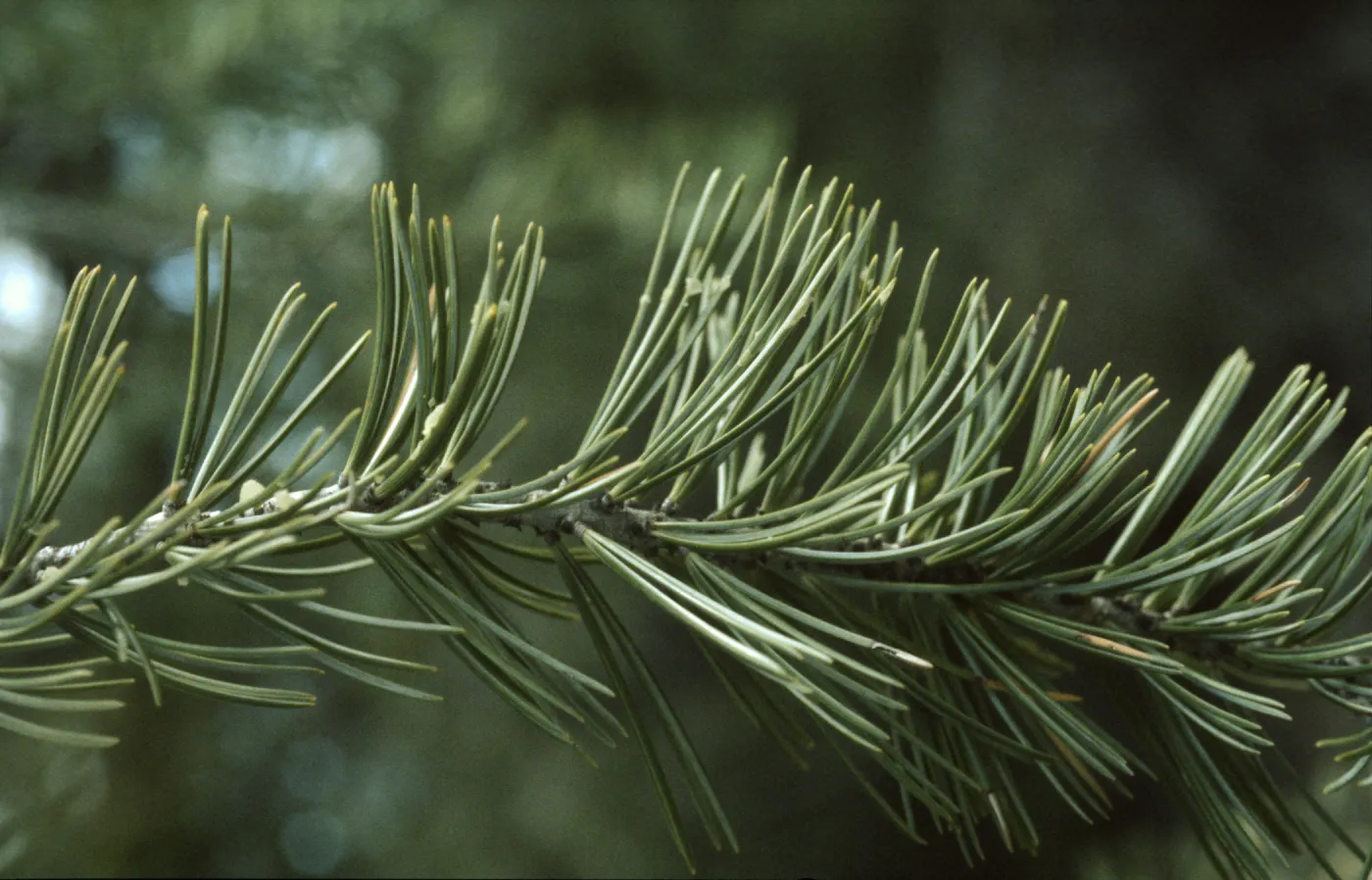 Pinus quadrifolia