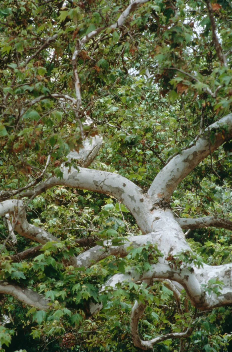 Platanus racemosa