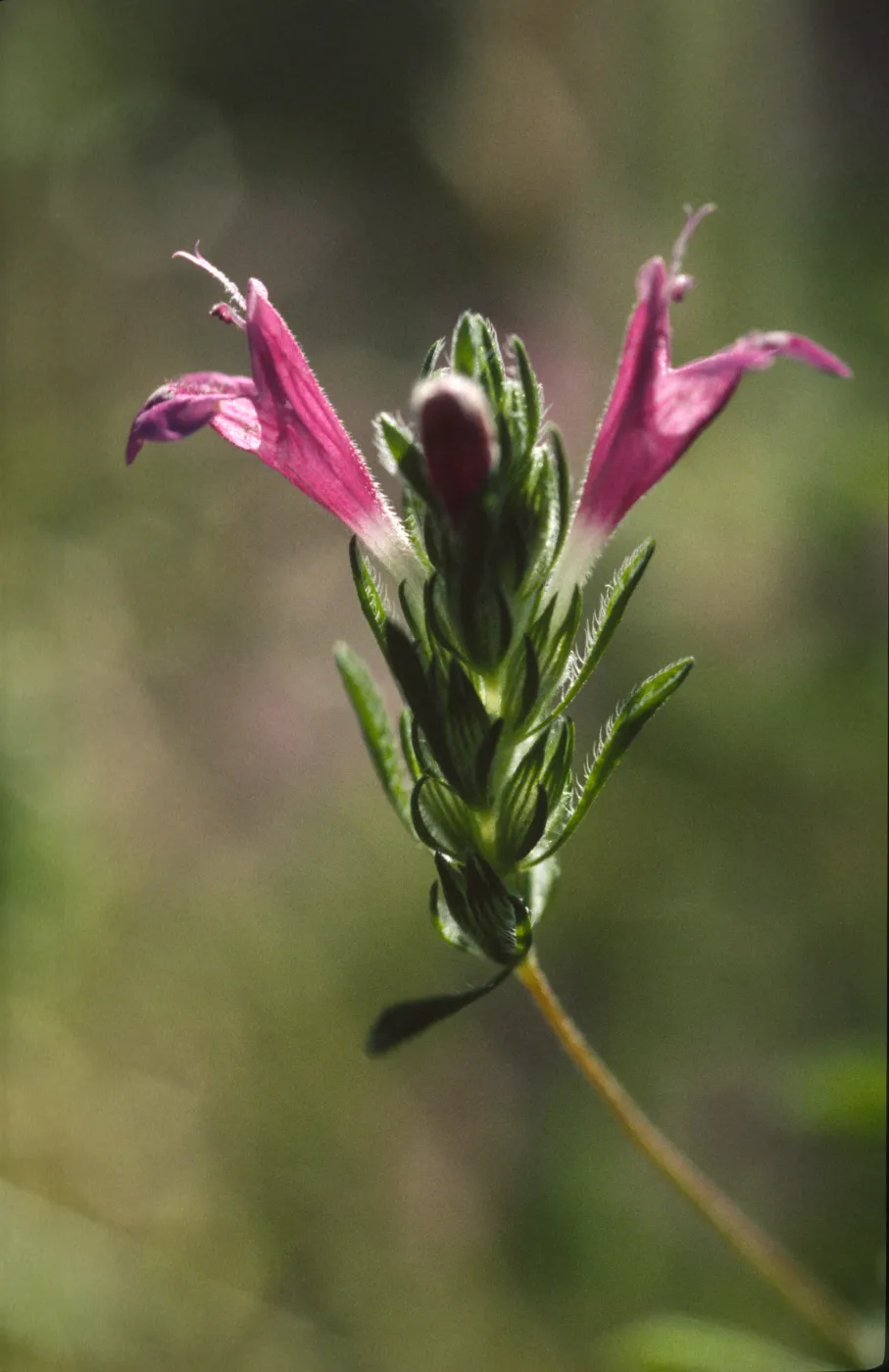 Pogogyne clareana