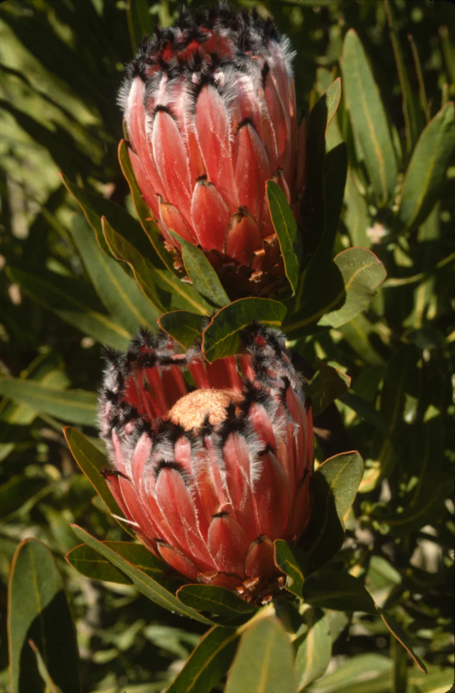 Protea neriifolia