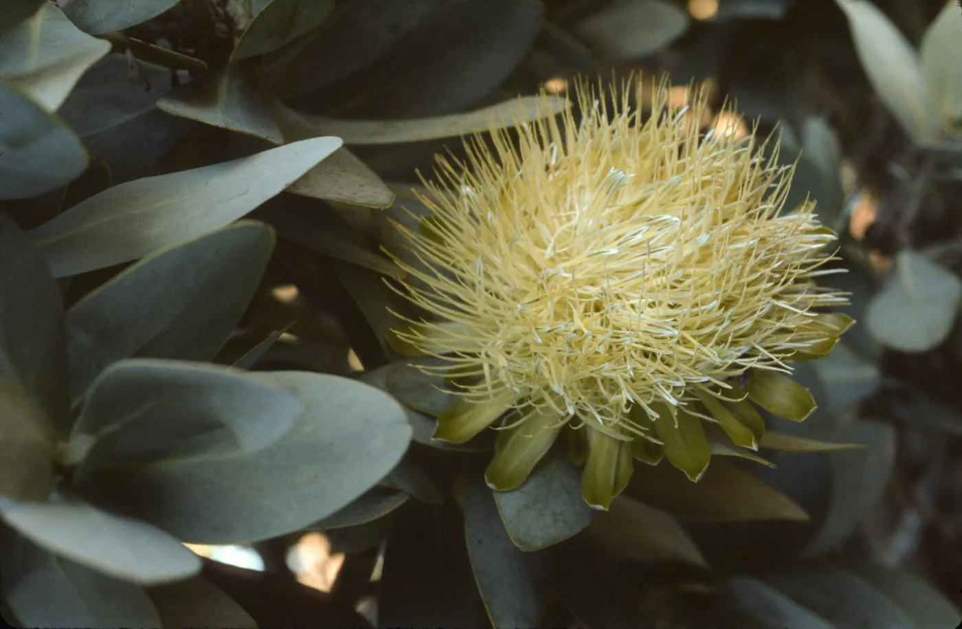 Protea