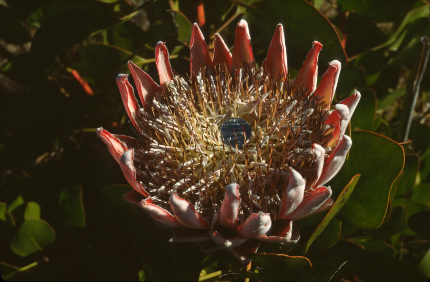 Protea cynaroides