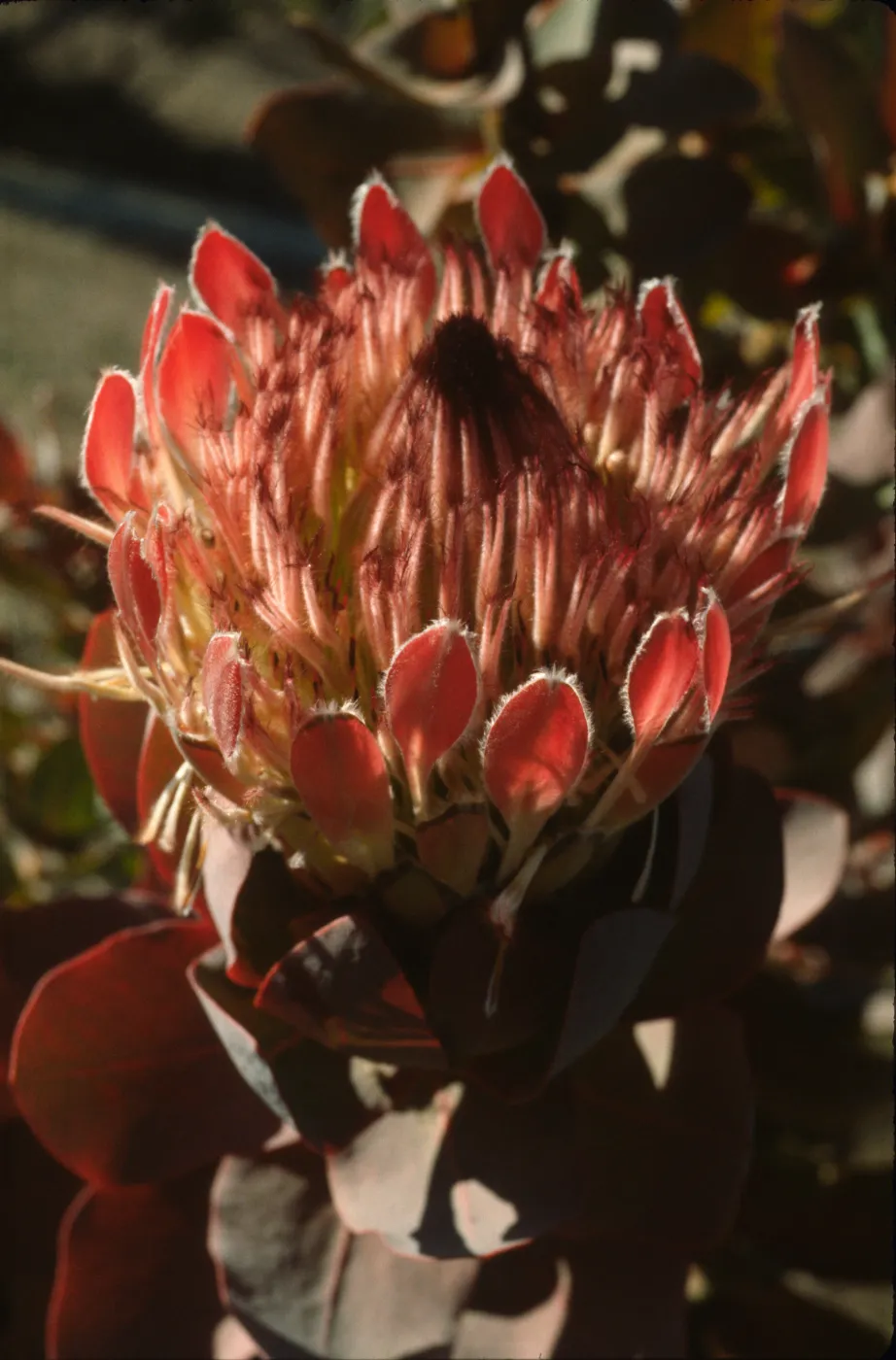 Protea eximia