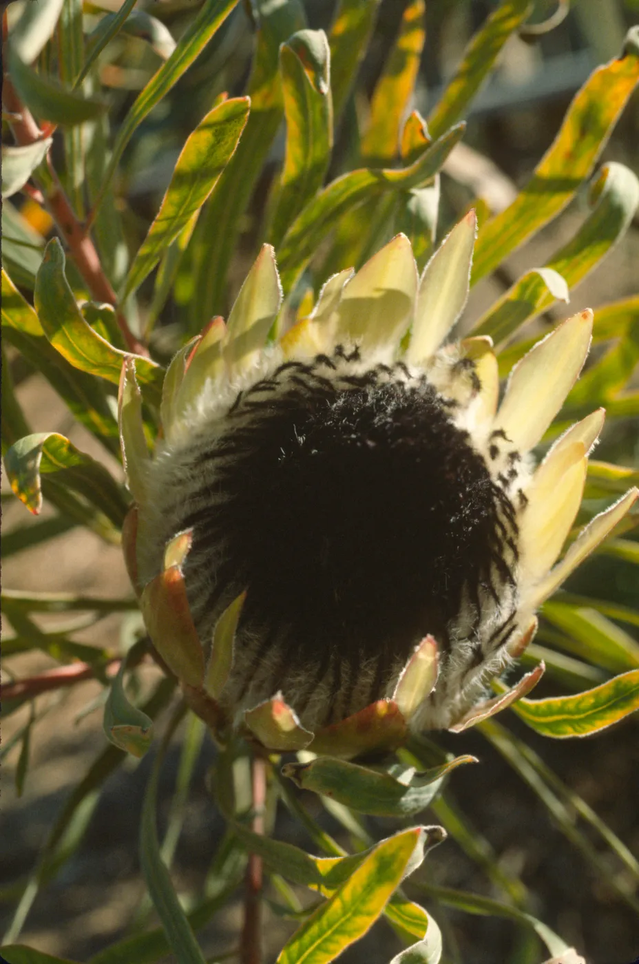 Protea longifolia