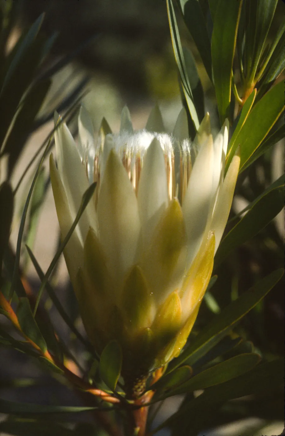 Protea repens