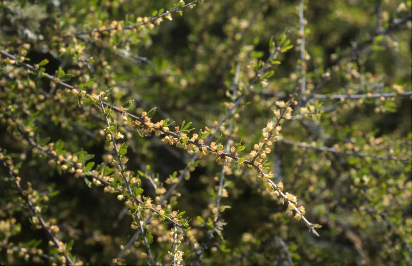 Prunus fasciculata var. punctata