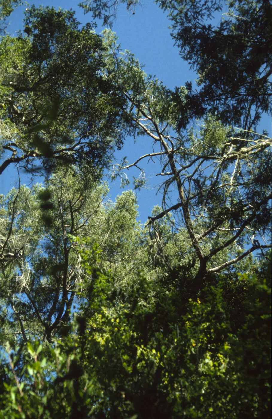 Pseudotsuga menziesii