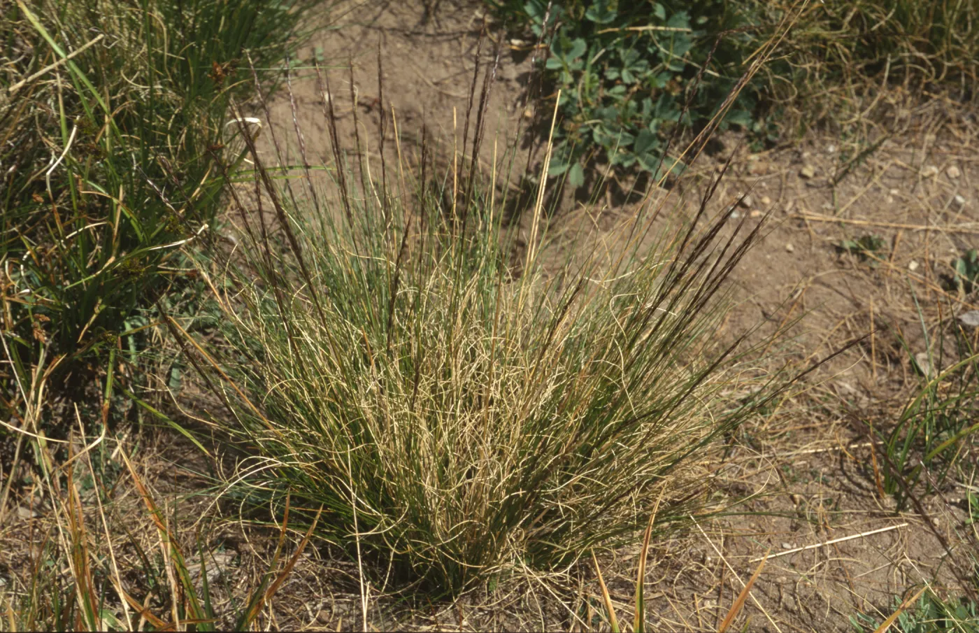 Ptilagrostis kingii