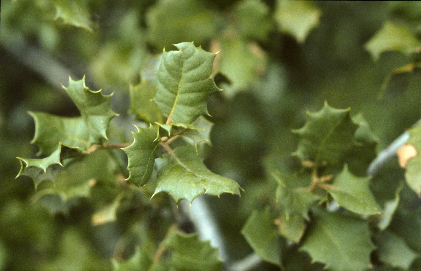 Quercus palmeri