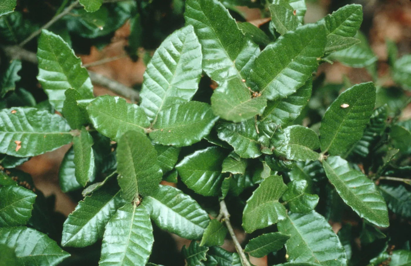 Quercus tomentella