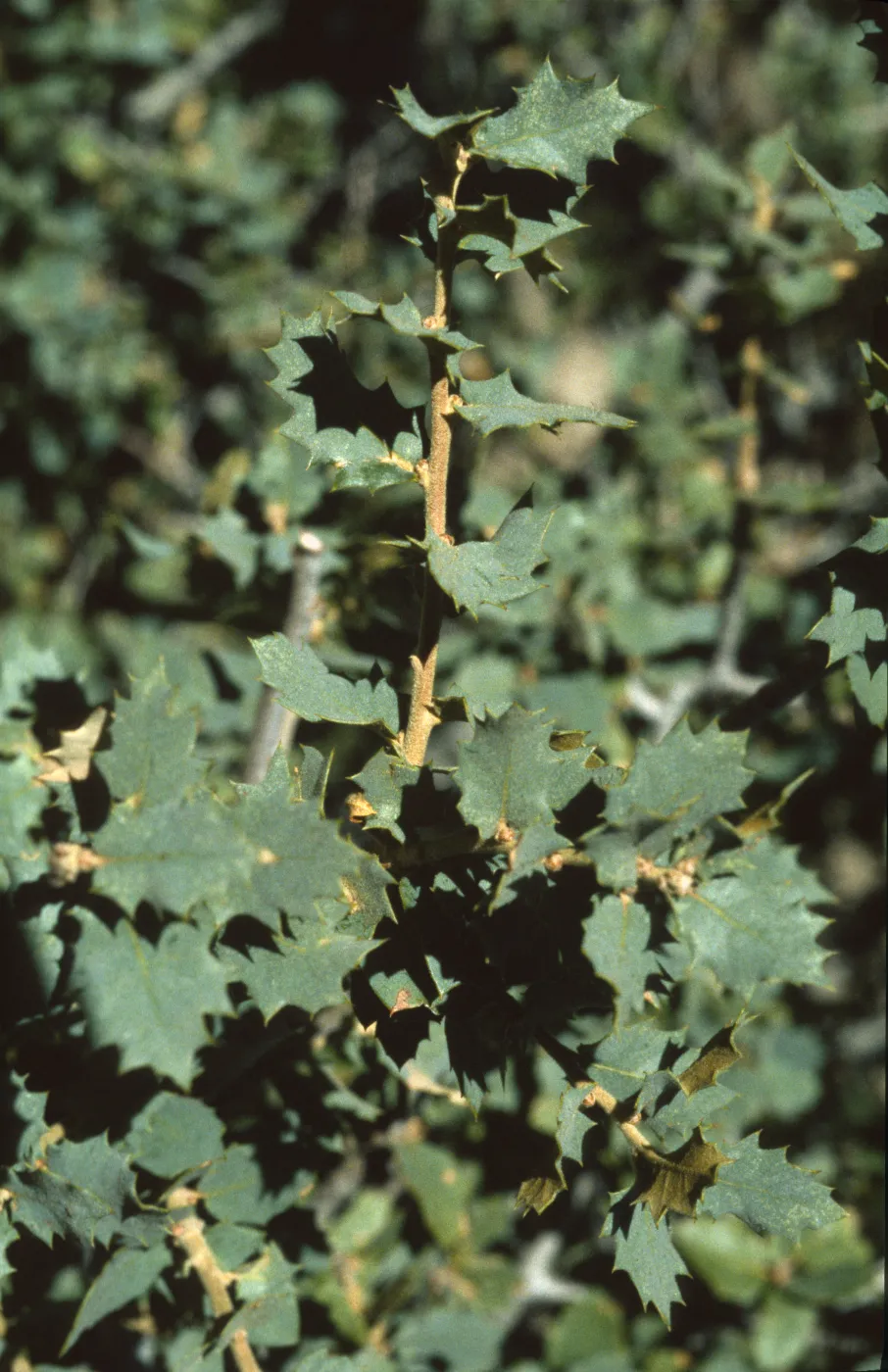 Quercus turbinella