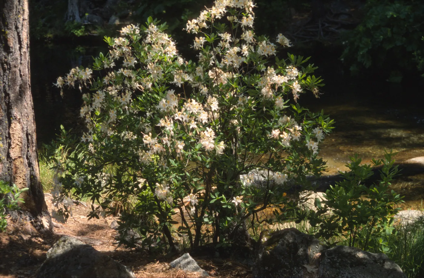 Rhododendron occidentale